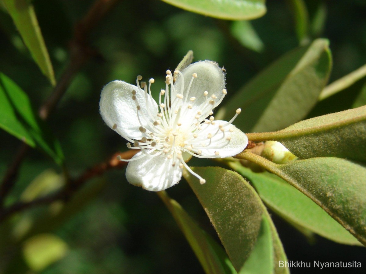 Eugenia roxburghii DC.